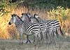 zebra_lznp-3091th.jpg